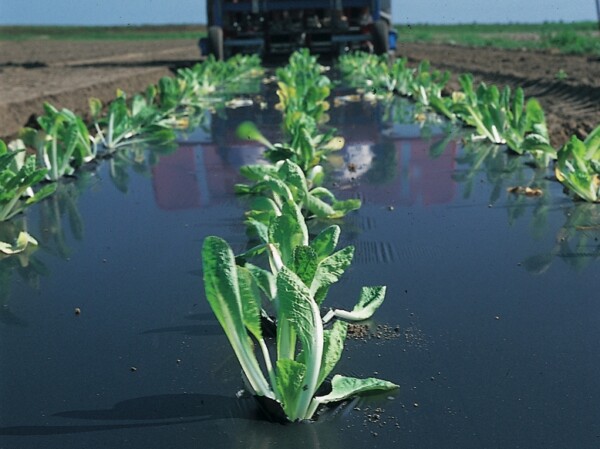 Soil-biodegradable mulch films in the EU Fertilising Products ...